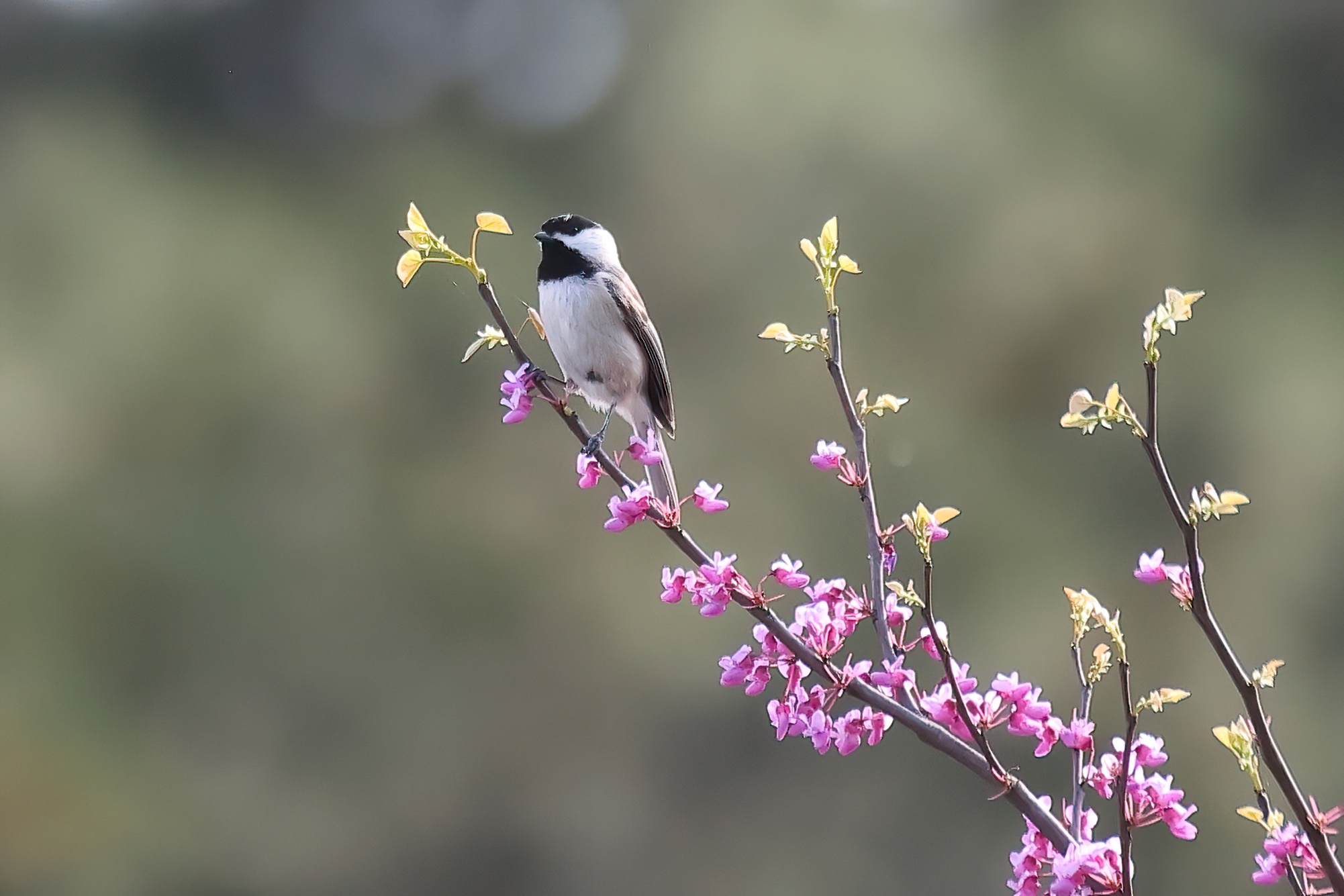 3rd PrizeOpen Nature In Class 2 By Rich Giannola For My Little Chickadee SEP-2024.jpg